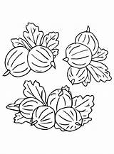 Gooseberry Coloring Pages Printable For Free Download sketch template