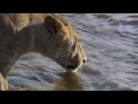 crocodile attack lion - YouTube