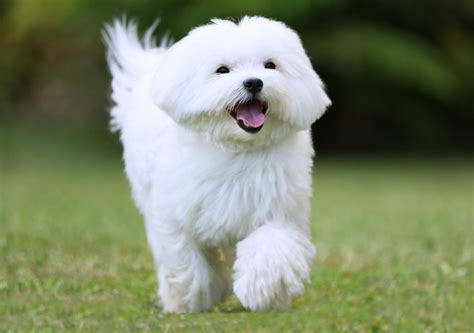 Bichon maltais : caractère, origine, alimentation et reproduction de ce chien