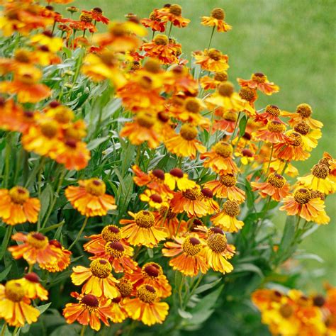 Helenium