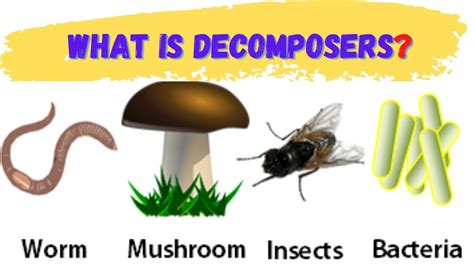 Decomposers- Definition, Types, Examples, Decomposition, 53% OFF