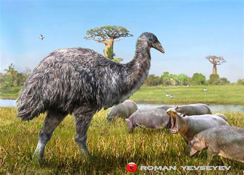 Extinct Elephant Bird (Vorombe titan) | Редкие животные, Доисторический, Животные