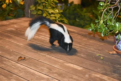 Skunk Removal Richmond Hill - Icon Pest - Pest & Wildlife Control Services