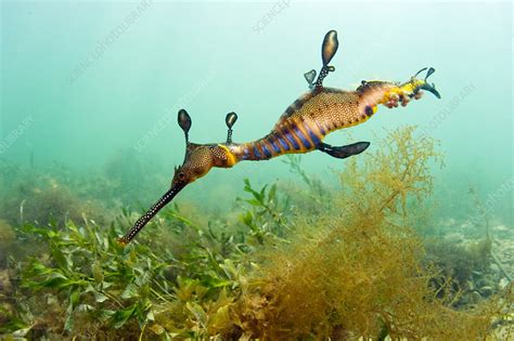 Weedy Sea Dragon - Stock Image - C011/7931 - Science Photo Library