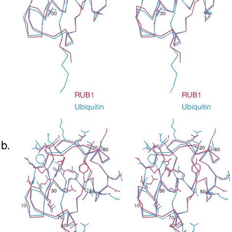 Ribbon diagram of RUB1. Shown are all the secondary structure elements ...