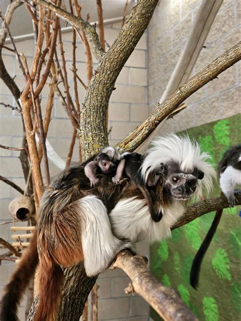 Emporia zoo welcomes endangered triplet cotton-top tamarins