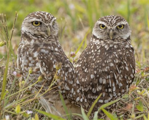 Burrowing Owls | Conservation status: Least Concern (Populat… | Flickr