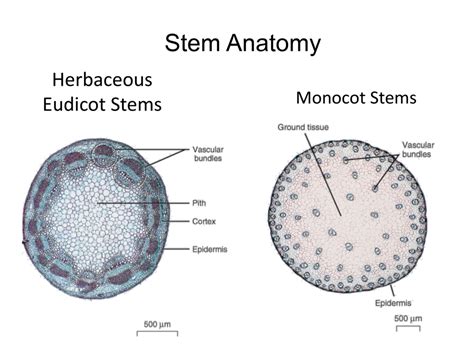 Stem Anatomy Diagram | Quizlet