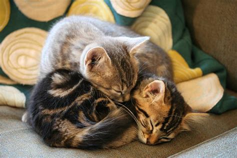 1,062 Two Cats Cuddling Photos and Premium High Res Pictures - Getty Images | Cats, Cat cuddle ...