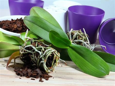 Orchid Potting Mix - Types Of Planting Mediums For Orchids