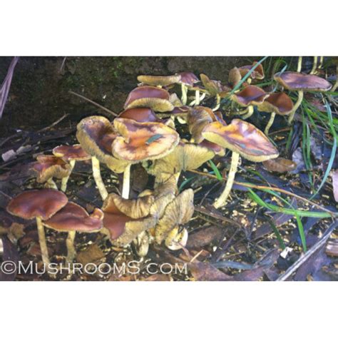 Subaeruginosa magic mushrooms from Australia, the most potent mushroom ...