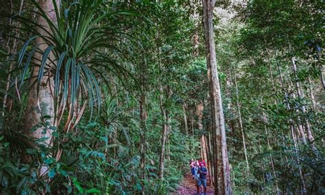 "Immerse Yourself in the Wet Tropics Rainforest: Guided Day Tour and Nocturnal Wildlife ...