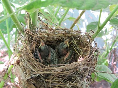 Julie Zickefoose on Blogspot: Indigo Bunting Nest-Part Four