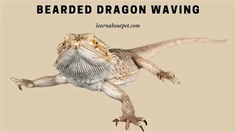 Bearded Dragon Waving : Why Do Bearded Dragons Wave? 4 Common ...