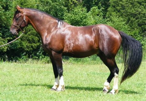 Galiceno Horse Breed Information, History, Videos, Pictures