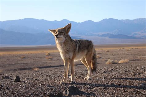 Death Valley Coyote Curiousity Photograph by Brent Jacobs - Pixels