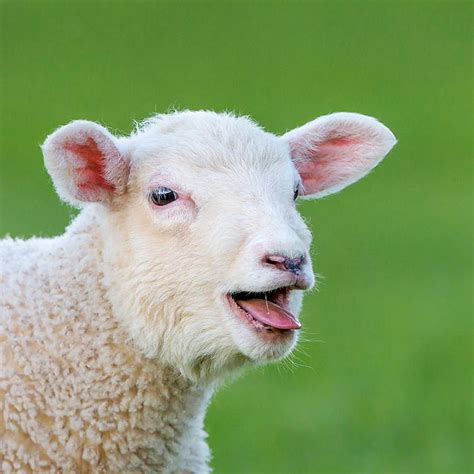 bleating - Animal Stock Photos - Kimballstock