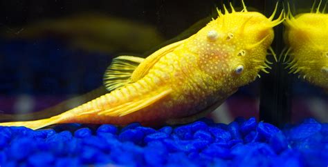 Albino Bristlenose Pleco Feeding, Breeding and Care Guide - Inland Aquatics