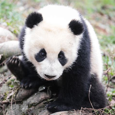 USING FOOTPRINTS TO IDENTIFY AND MONITOR GIANT PANDAS IN THE WILD ...