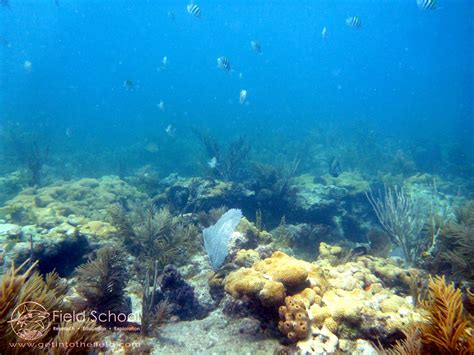 BNP Tropical Marine Biology and Ecology - Field School