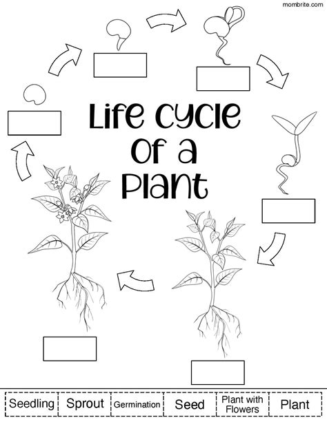 life cycle of a bean plant worksheet pdf - Irish Keener