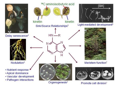 Cytokinins In Plants