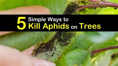 5 Simple Ways to Kill Aphids on Trees