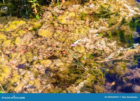 Green Algae in Water. Water Pollution. Ecological Problem Stock Image ...