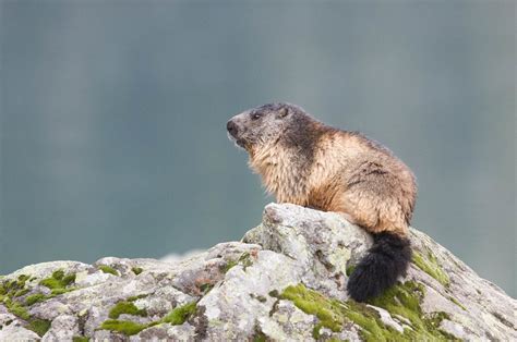 Alpine Marmots - PentaxForums.com