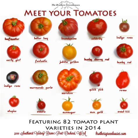 Tomato varieties | Fruit and vegetable storage, Papaya recipes, Food info