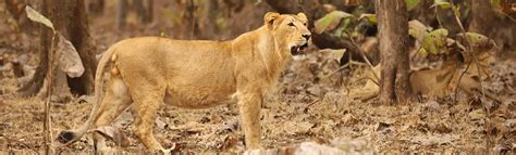 Gir Forest Safari – Voyages & Trips To India