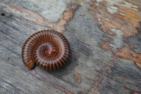 What Are Millipedes? - Millipedes in Tennessee | U.S. Pest Protection