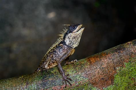 Phuket tree dragon (Acanthosaura phuketensis)