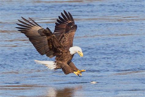 Little Prey | Catching fish, Bald eagle, Prey