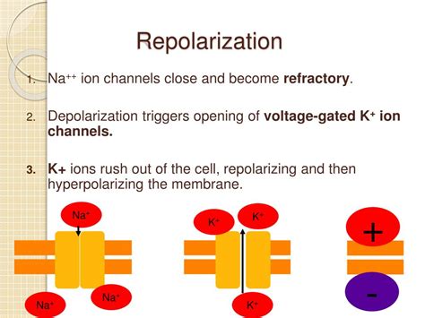 PPT - Action Potentials PowerPoint Presentation, free download - ID:2238174