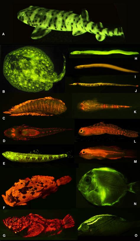 Fish Fluorescence and Bioluminescence: Amazing Phenomena