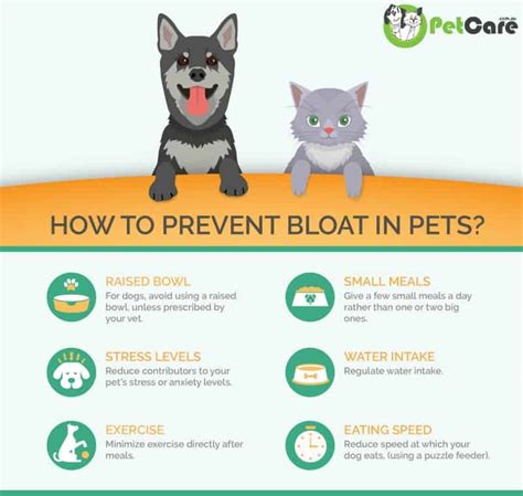 Bloat in Dogs: What are the Symptoms, Treatment, and Prevention