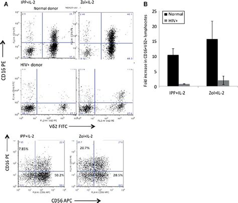 CD16 expression on V δ 2 T lymphocytes. (A) Representative normal and... | Download Scientific ...