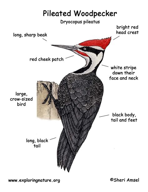 Pileated Woodpecker Identification Chart