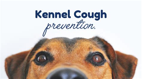 How To Prevent Kennel Cough | Vet In St. Petersburg, FL