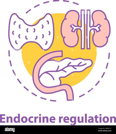 Endocrinology vector hi-res stock photography and images - Alamy