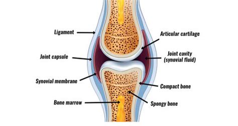 Articular Capsule