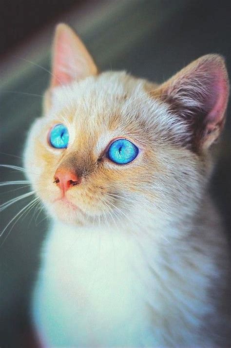 a kitten with such beautiful turquoise eyes I can't stand it. # ...