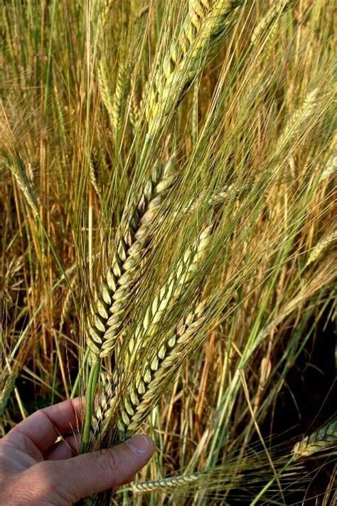 Kamut Khorasan Wheat 25 Seeds Am 097 - Etsy