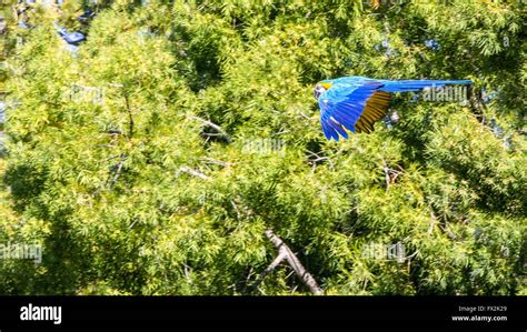 Blue parrot in flight Stock Photo - Alamy