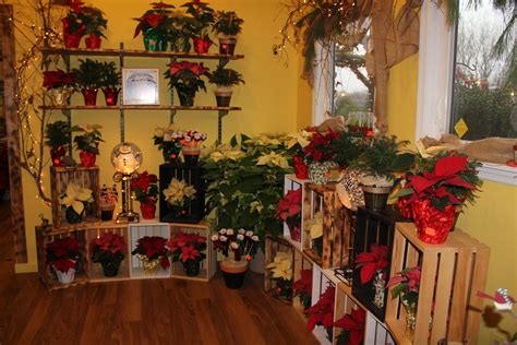 Edward's Garden Center has a whole room full of poinsettias for you to chose from! | Poinsettia ...