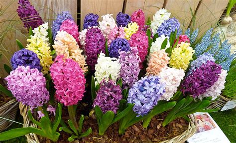 Hyacinth - Growing Guide