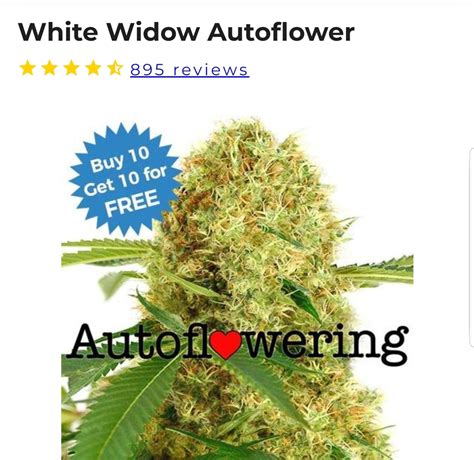 Will the white widdow autoflowering seeds from ilgm will I get any males - Grow Cycle - I Love ...