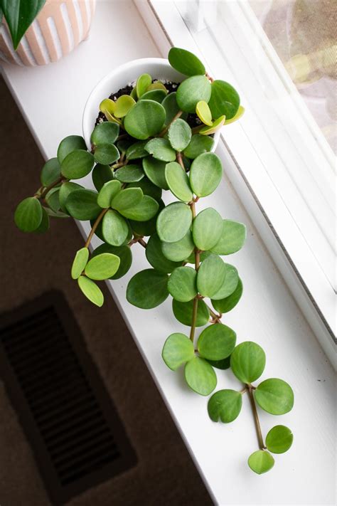 Peperomia Hope Craft Supplies & Tools House Plants etna.com.pe