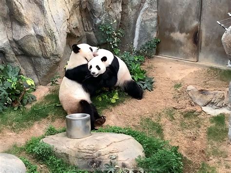 Pandas mate for first time in 10 years after coronavirus shuts down zoo ...